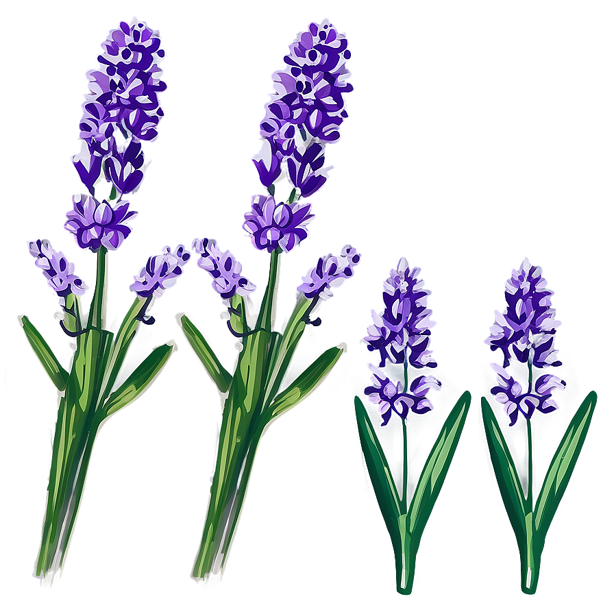 Lavender Flower Outline Png 05252024