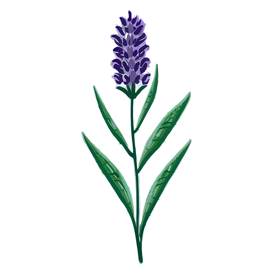 Lavender Flower Outline Png 3