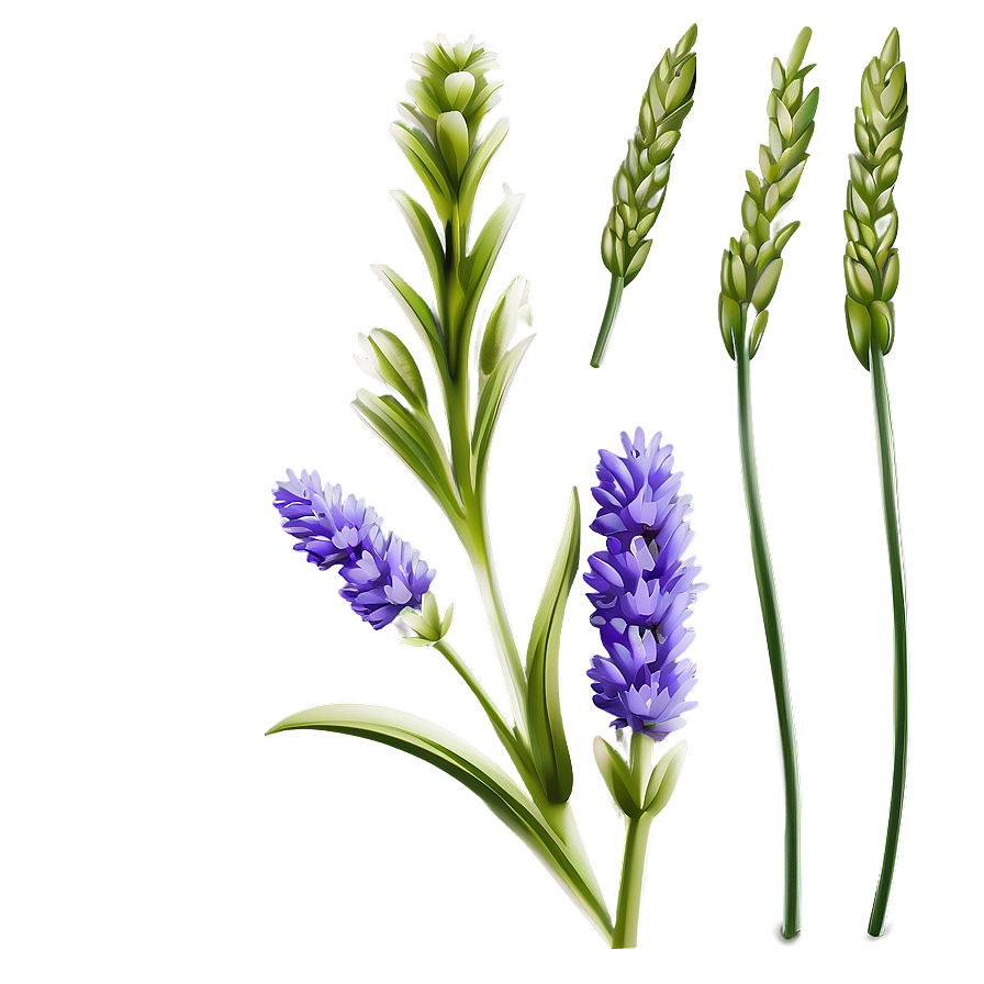 Lavender Flower Outline Png Mhx