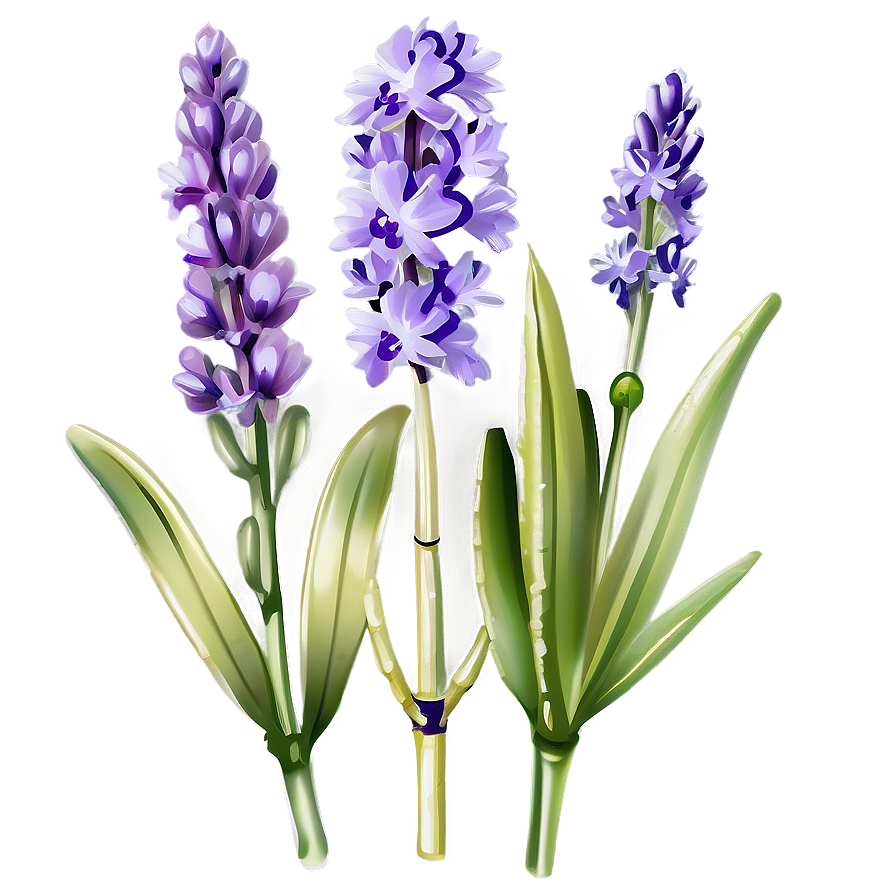 Lavender Flower Png 05062024