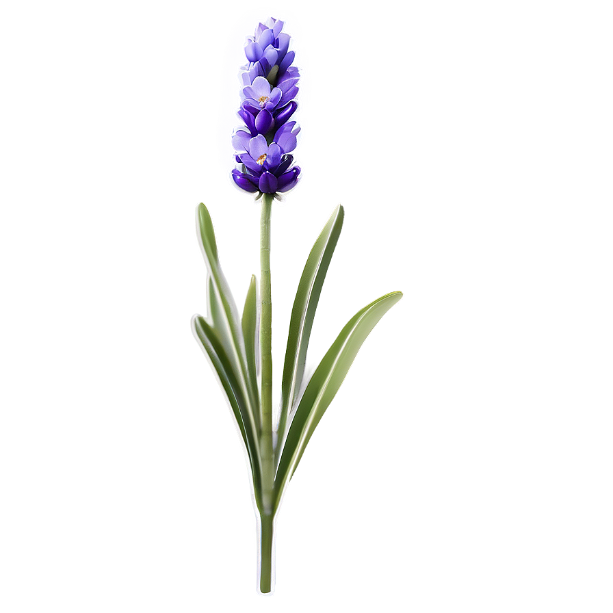 Lavender Flower Png Ngf