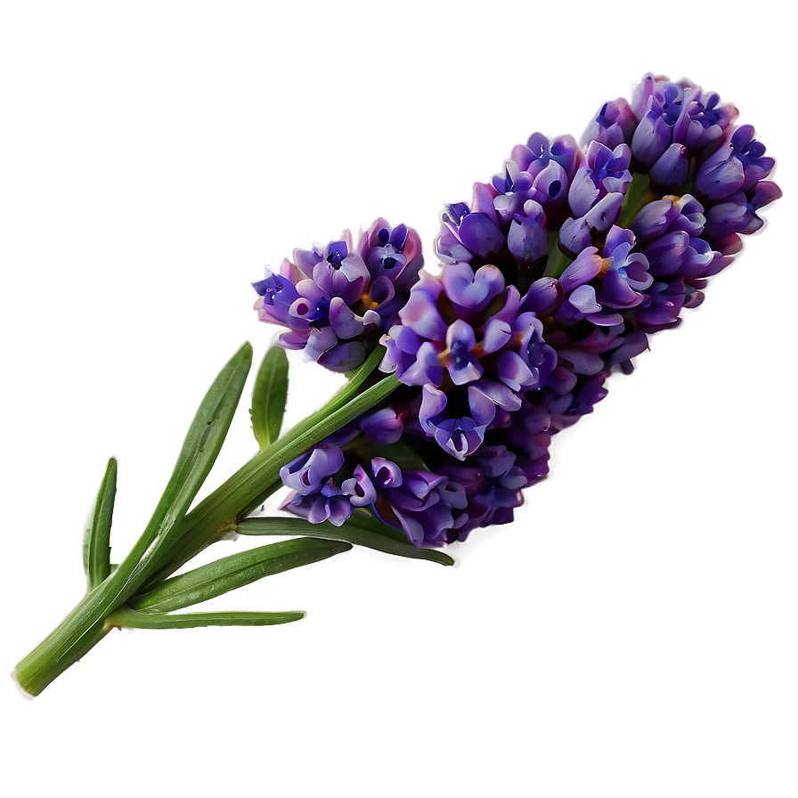 Lavender Flower Png Yyf