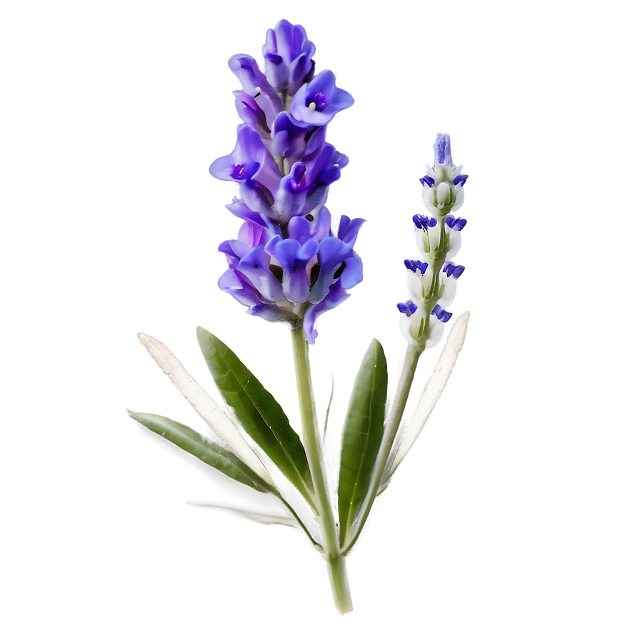 Lavender Flower Transparent PNG qbs54 PNG image with a transparent background, free high-resolution download