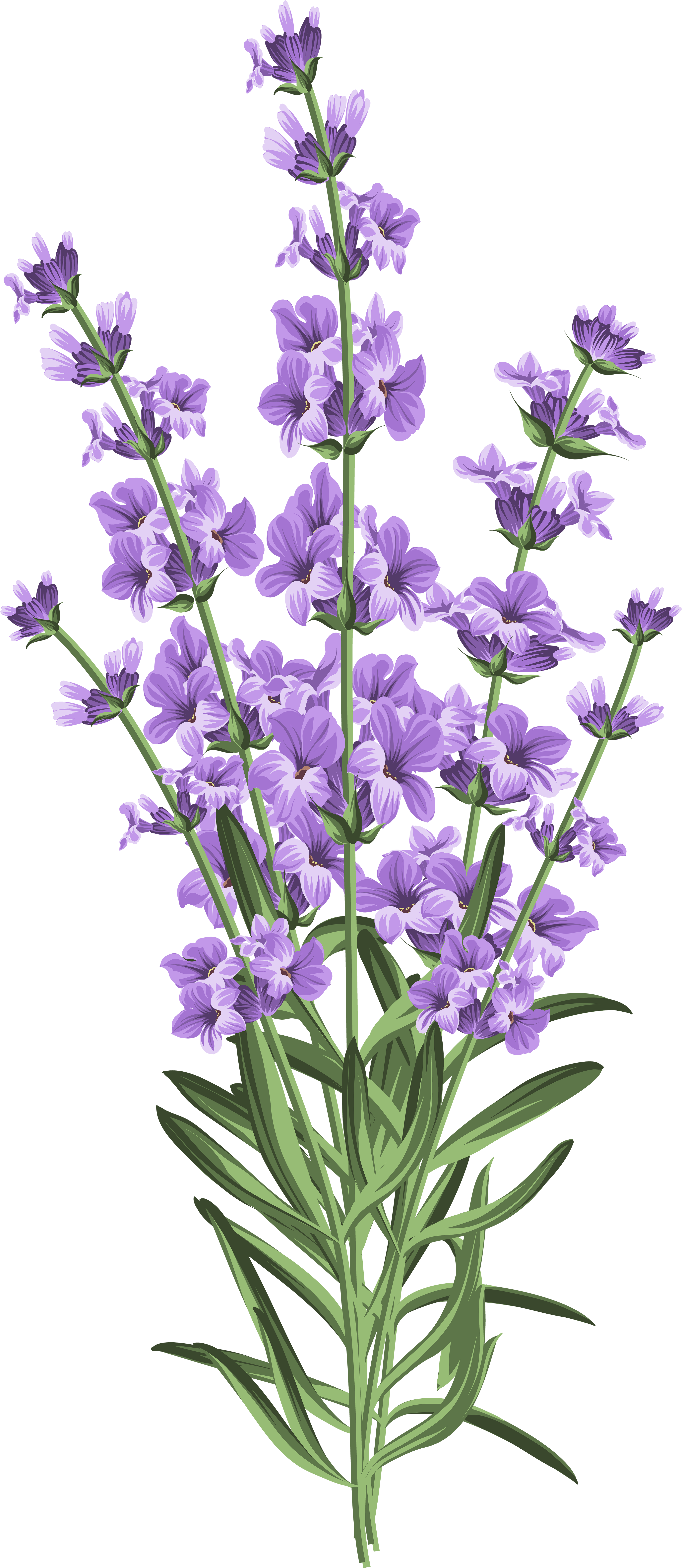 Lavender Flowers Illustration PNG with transparent background