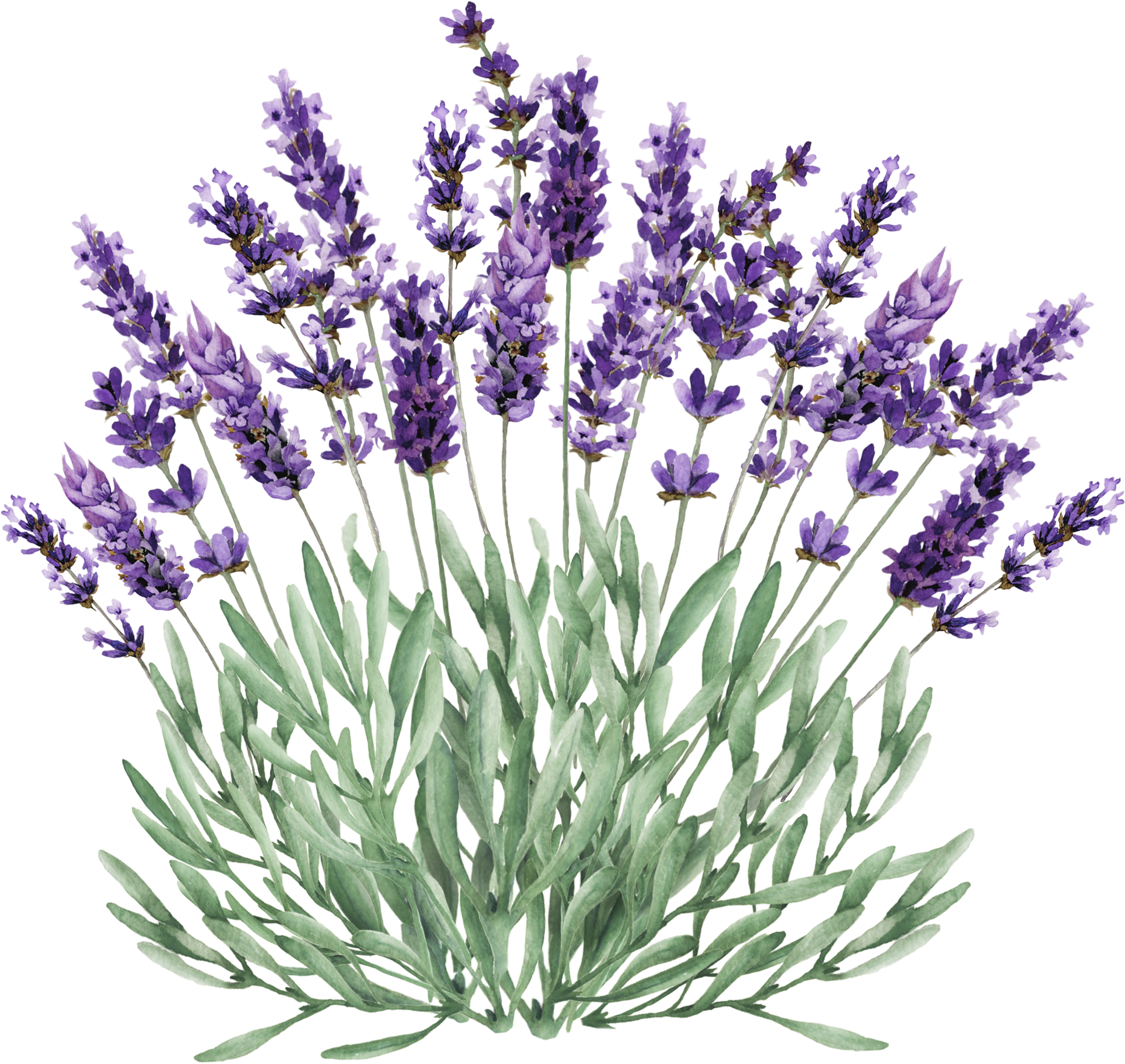 Lavender Flowers Illustration PNG with transparent background