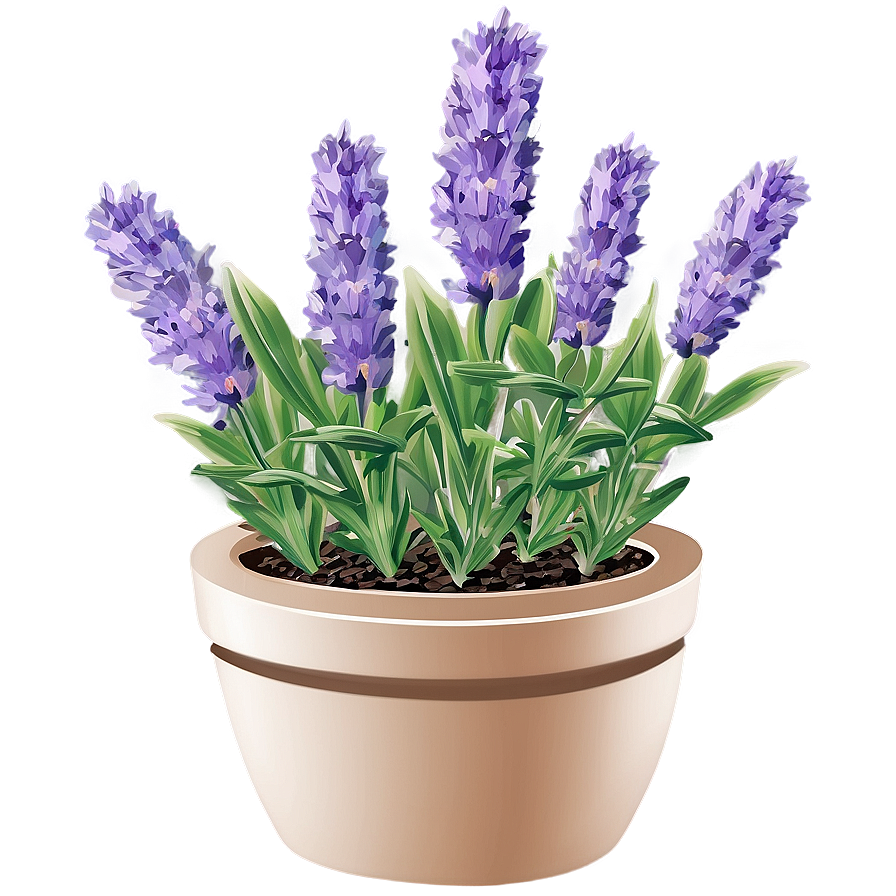 Lavender Herb Garden Png 06132024