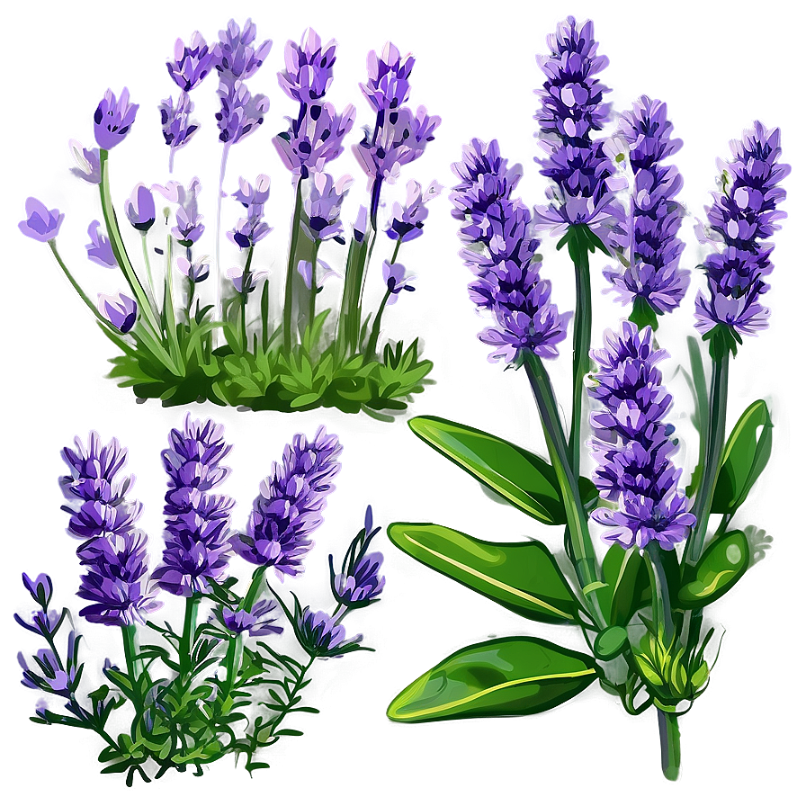 Lavender Herb Garden Png Hjm9