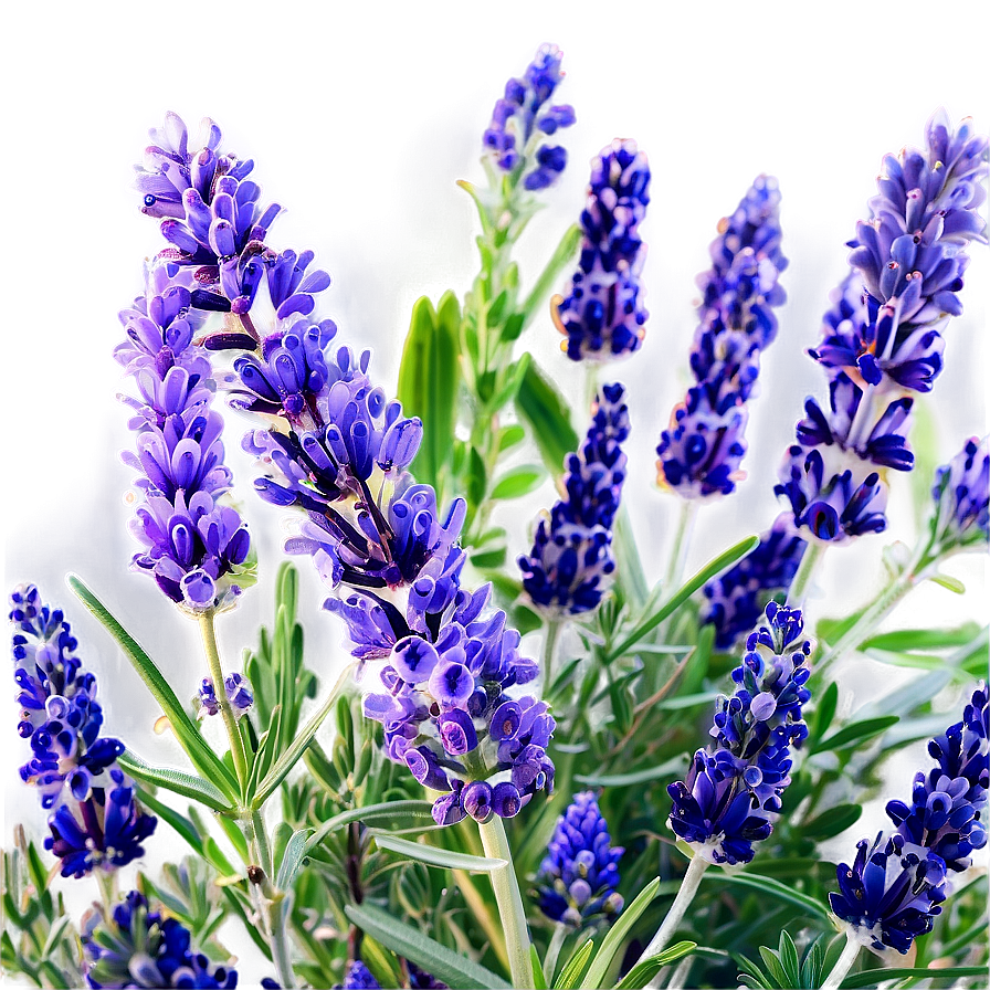 Lavender Herb Garden Png Jfm