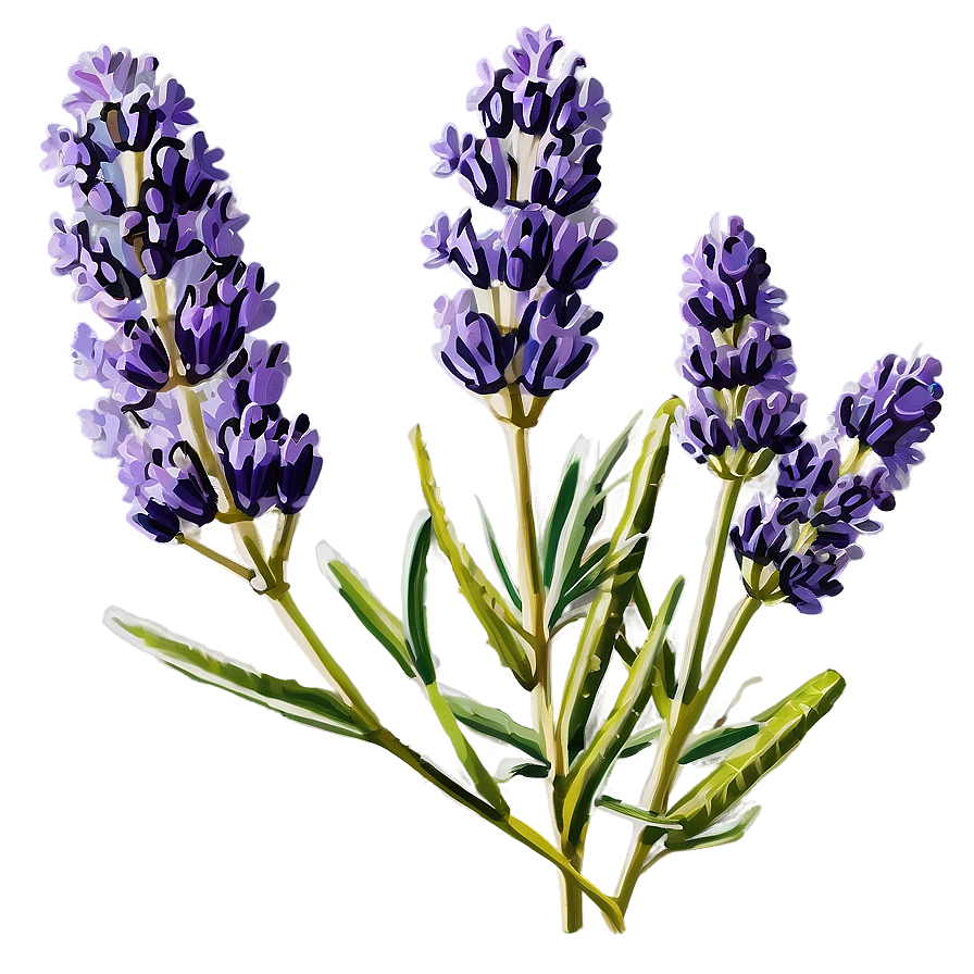 Lavender Herb Png Pxc41