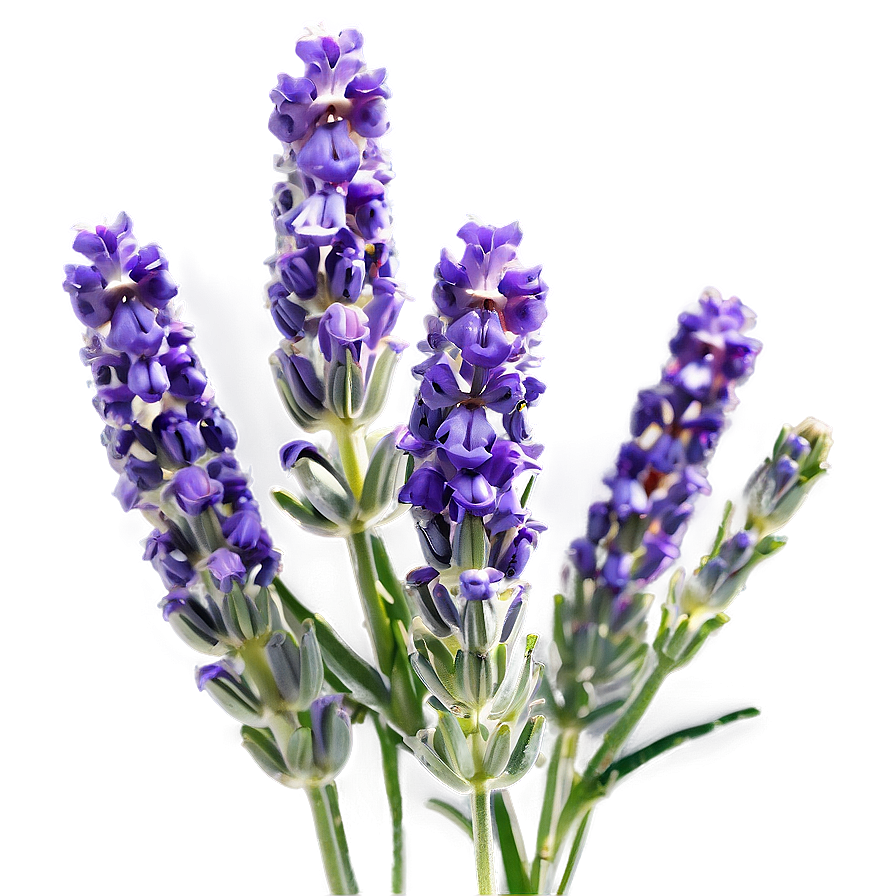 Lavender Infusion Flower Png 06132024