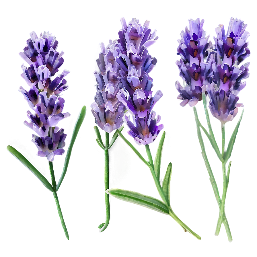 Lavender Infusion Flower Png Lnr