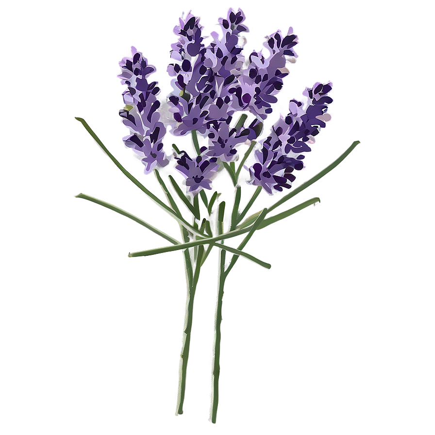 Lavender Plant C