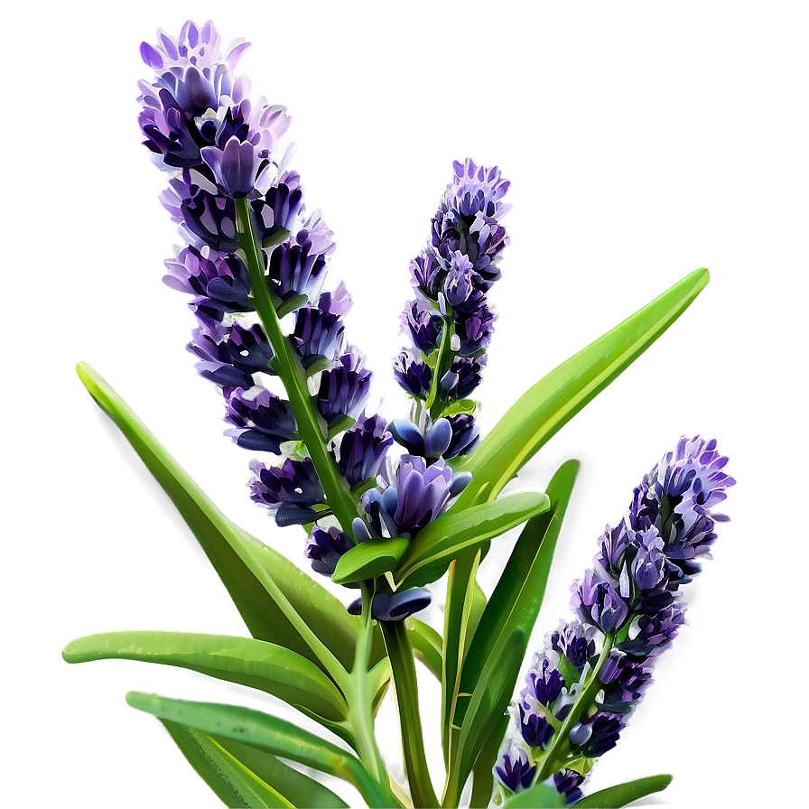 Lavender Plant D