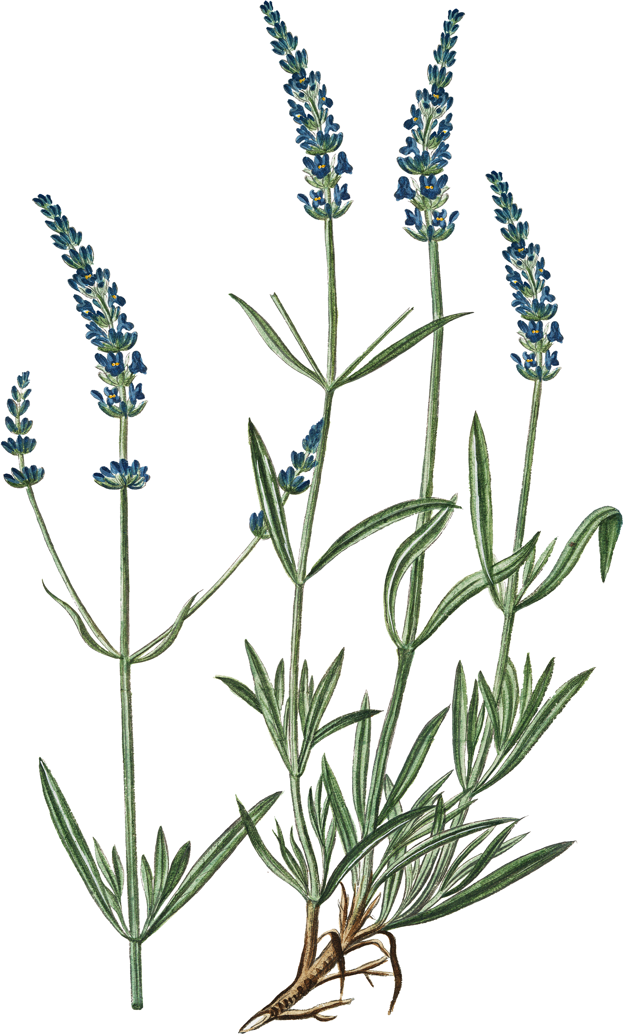 Lavender Plant Illustration PNG with transparent background