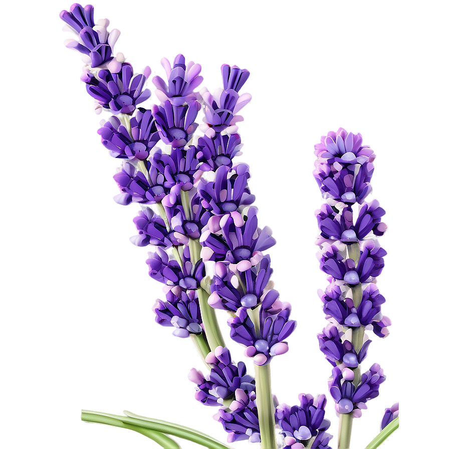 Lavender Plant In Bloom Png 91