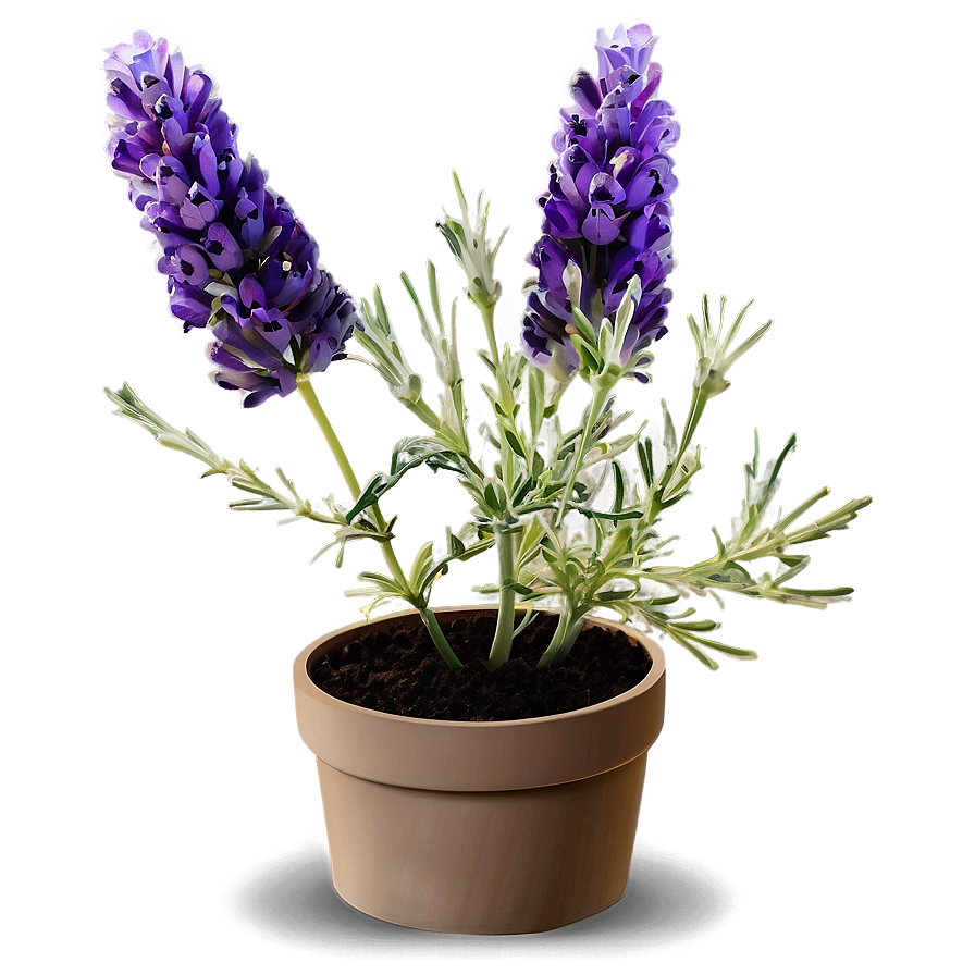 Lavender Plant In Pot Png Tgs81