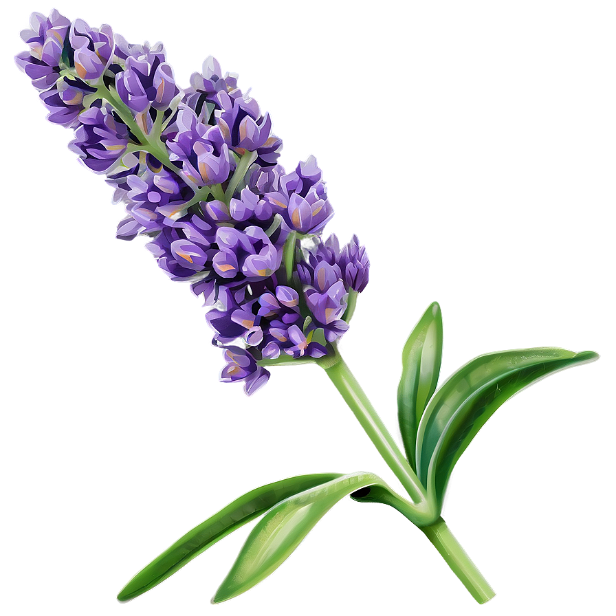 Lavender Plant PNG 7 PNG with transparent background