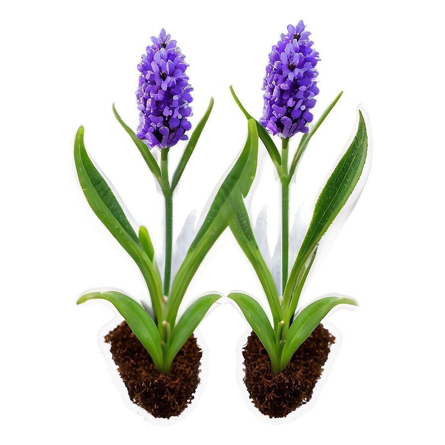 Lavender Plant Seedlings Png Gae