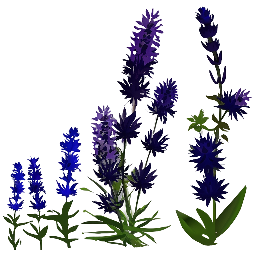 Lavender Plant Silhouette Png 94