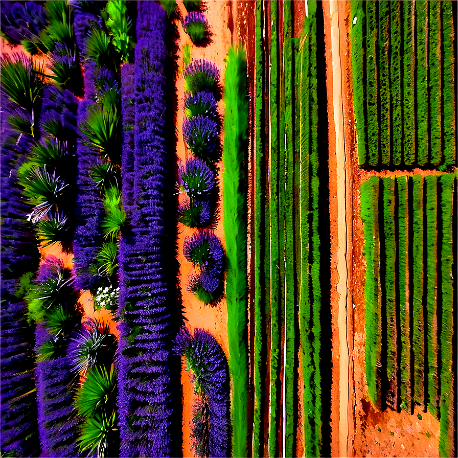 Lavender Plantation Aerial View Png Tqq70