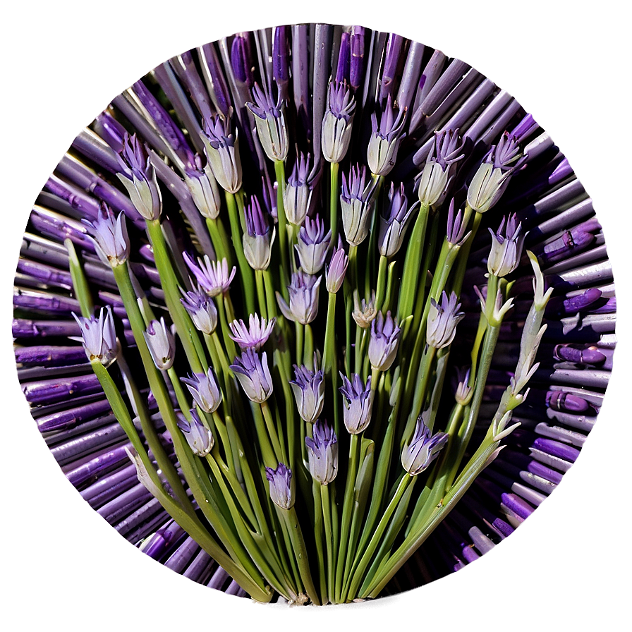 Lavender Shade Circle Png 1