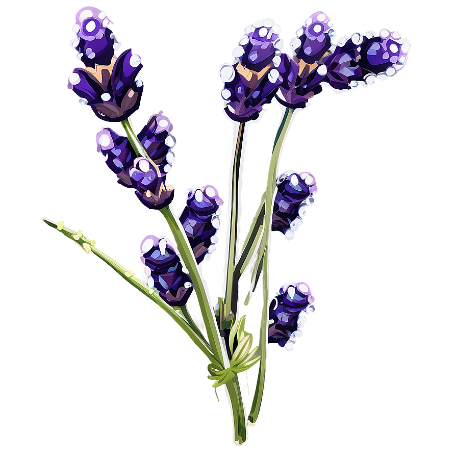 Lavender Sprig Water Droplets Png Tfx