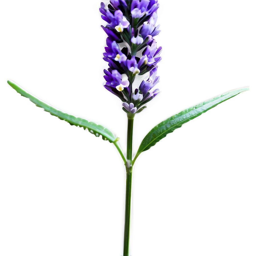 Lavender Stem Png Olj