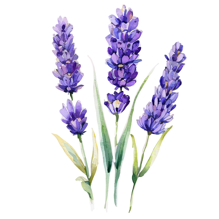 Lavender Watercolor Art Png 51