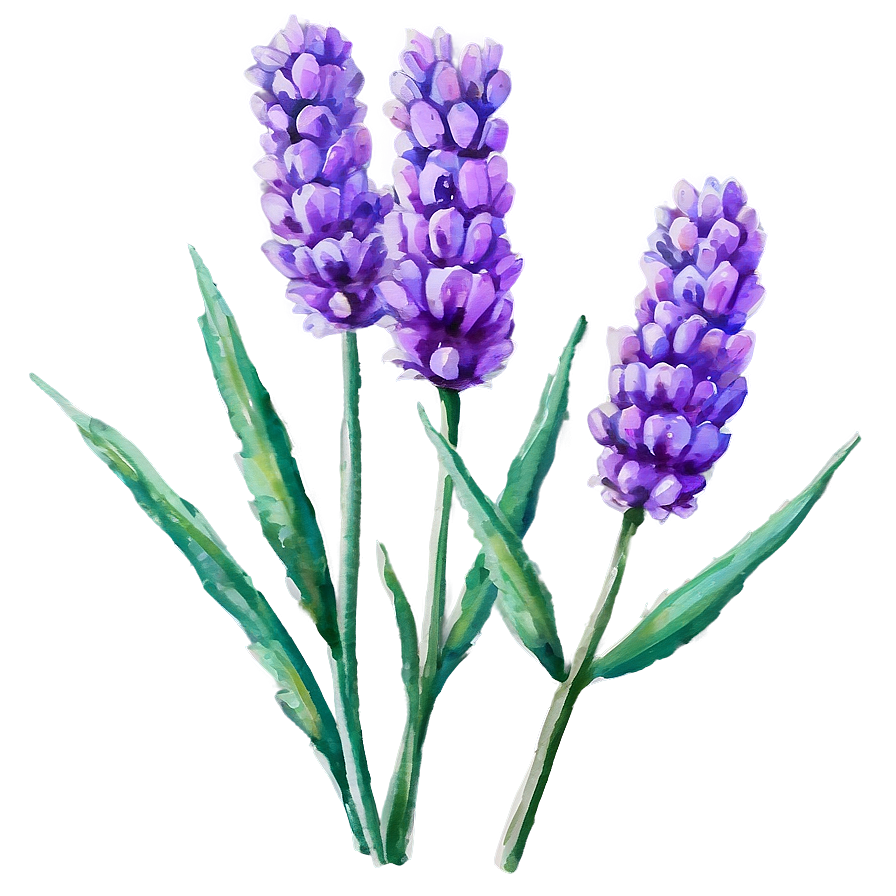 Lavender Watercolor Art PNG cfp PNG with transparent background