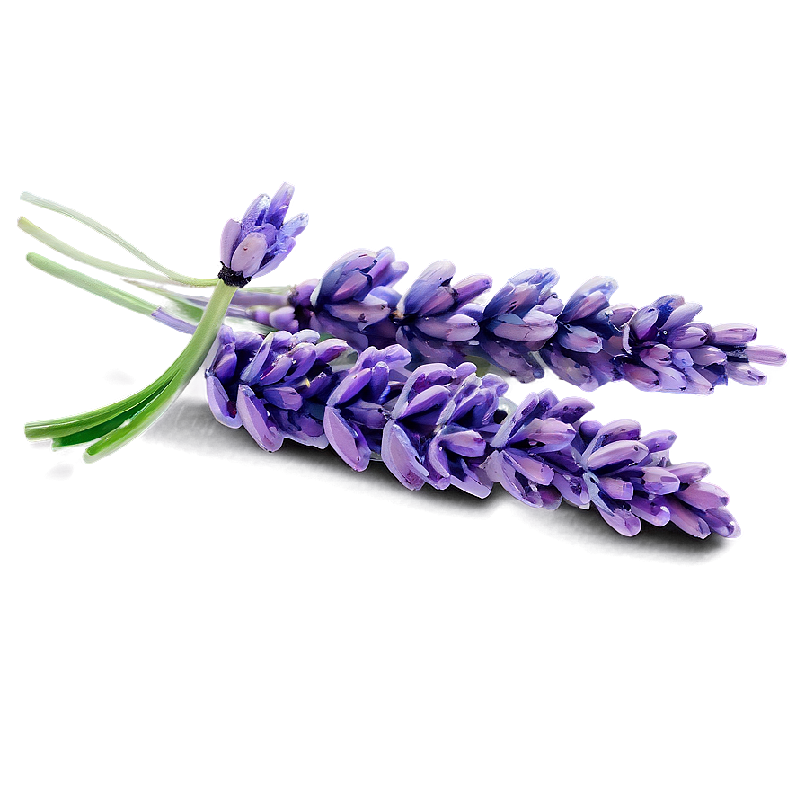 Lavender Watercolor Art PNG fat79 PNG with transparent background