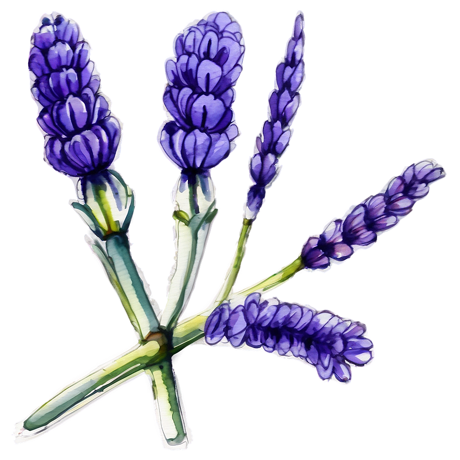 Lavender Watercolor Art PNG wia56 PNG with transparent background