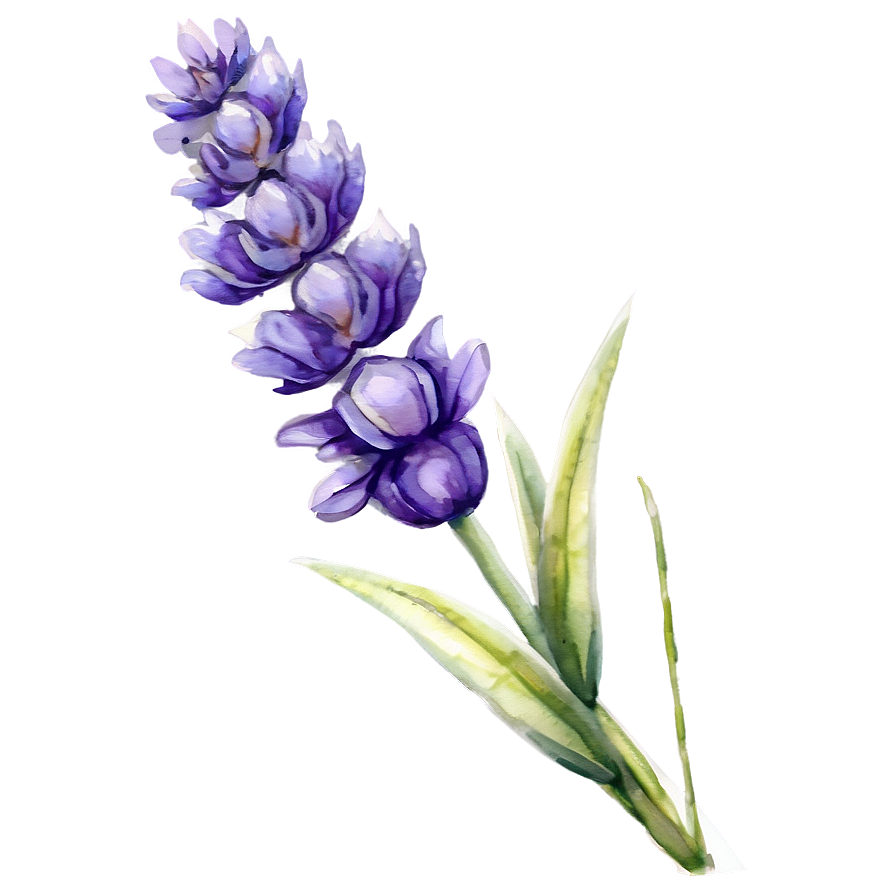 Lavender Watercolor Flower Png 06132024