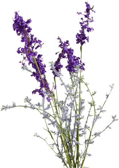 Lavenderand Frosty White Flowers PNG with transparent background