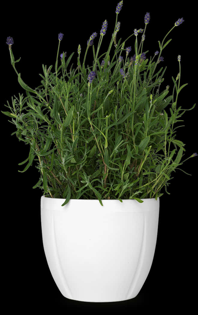 Lavenderin White Poton Black Background.jpg