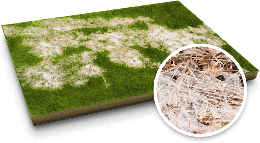 Lawn Grass With Snow Mold Fungus