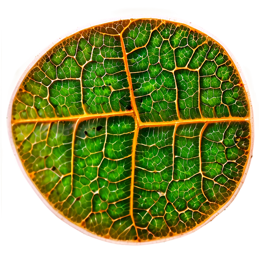 Leaf Cells Texture PNG 06122024 PNG with transparent background