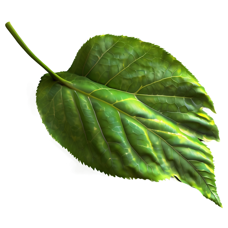 Leaf Detail Png 20