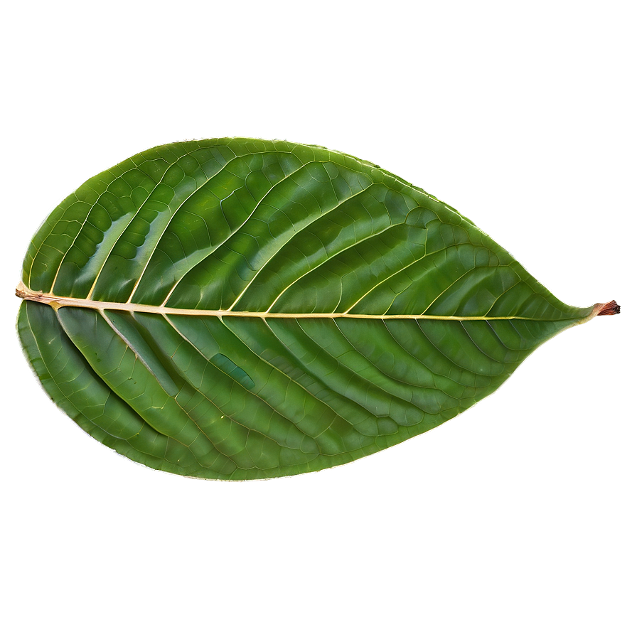 Leaf Detail Png 84