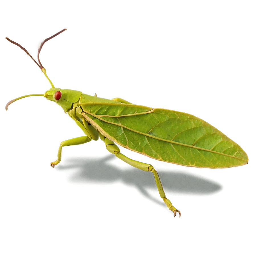 Leaf Insect Perfect Mimicry Png Dbe