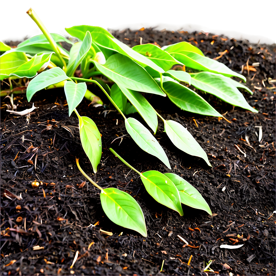 Leaf Mulch For Soil Health Png 06132024