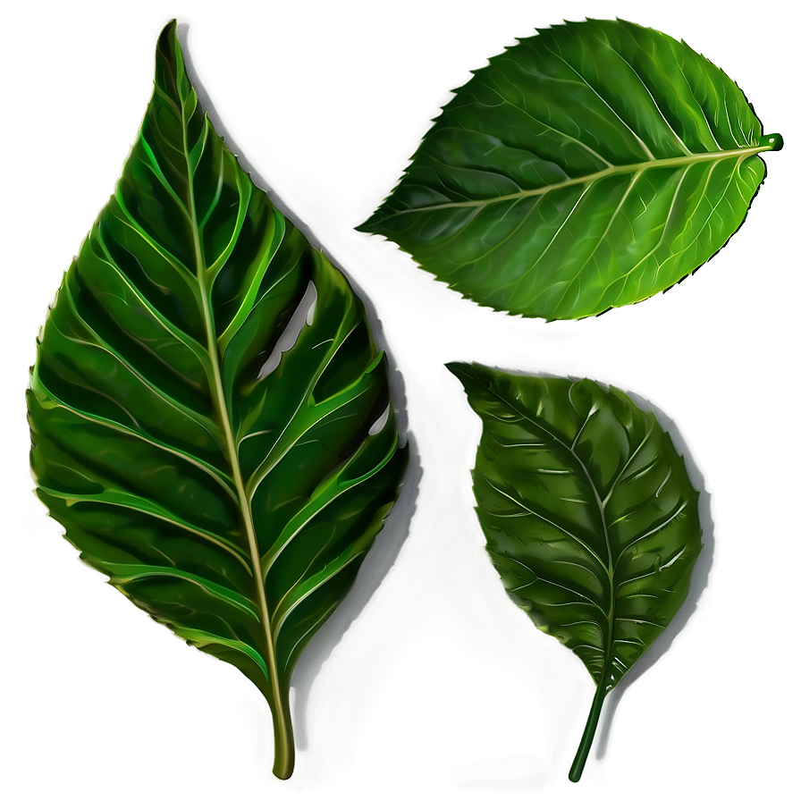 Leaf Shape Png Oat42