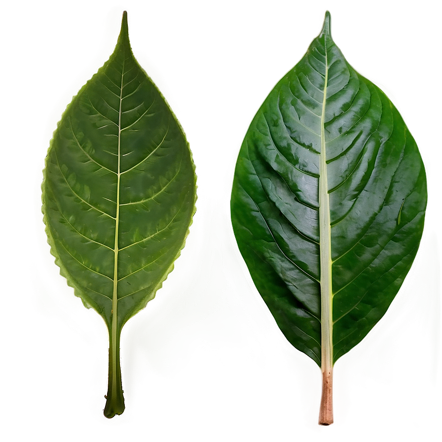 Leaf Shapes Png Pkp96