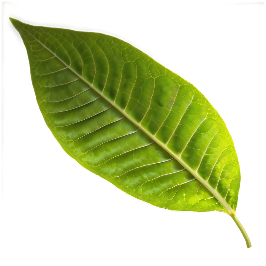 Leaf Texture Png Jmm59