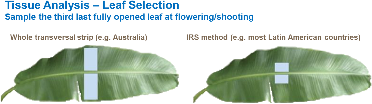 Leaf Tissue Analysis, HD Png Download PNG with transparent background