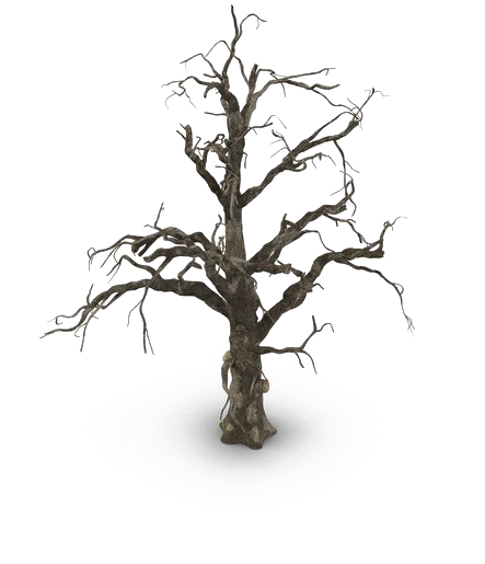 Spooky Tree Png Pic - Beech, Transparent Png PNG with transparent background