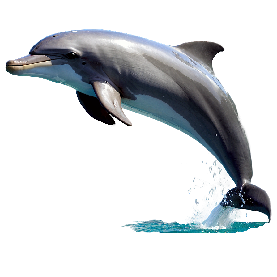 Leaping Dolphin Png 06252024