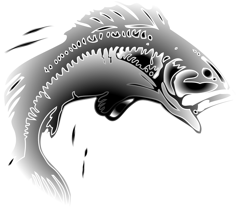 Transparent Fish Jumping Clipart Png, Png Download PNG with transparent background