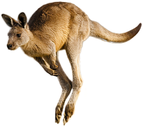 Leaping Kangaroo Isolated.png