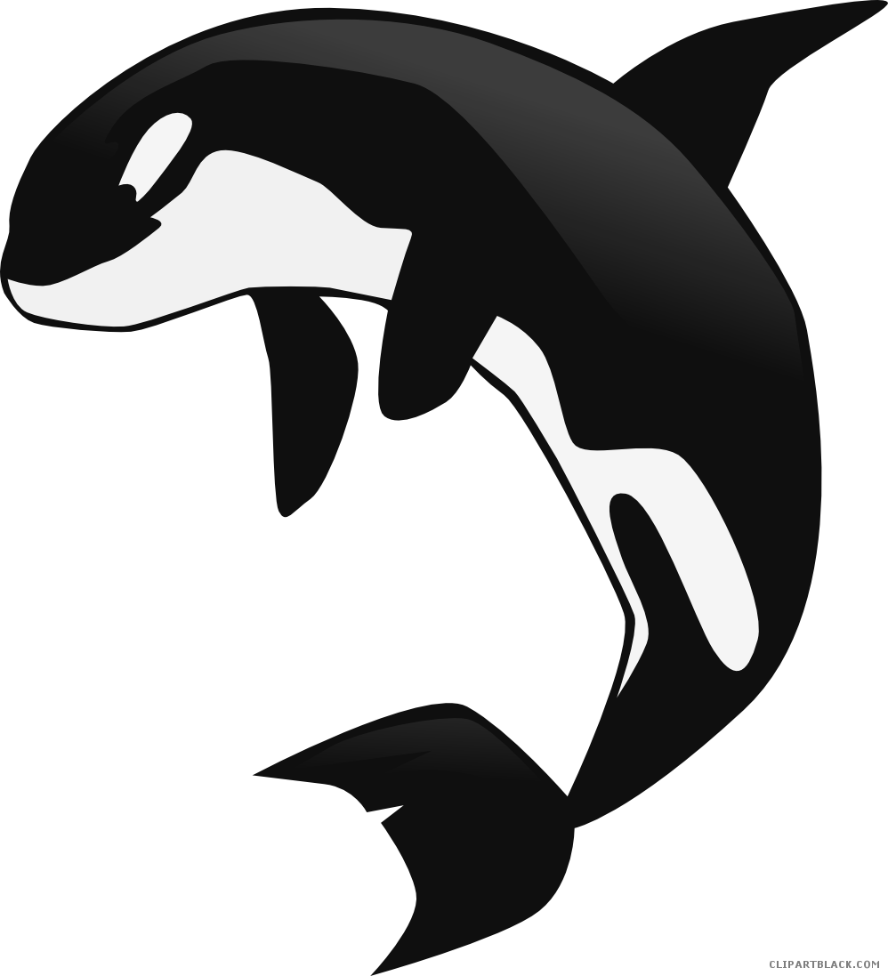 Orca Whale Clipart - Killer Whale Clipart Png, Transparent Png PNG with transparent background