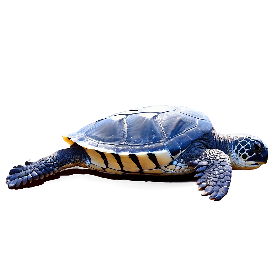 Leatherback Sea Turtle Png Twc